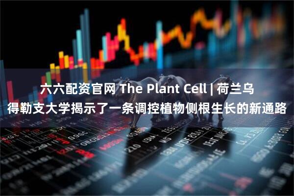 六六配资官网 The Plant Cell | 荷兰乌得勒支大学揭示了一条调控植物侧根生长的新通路